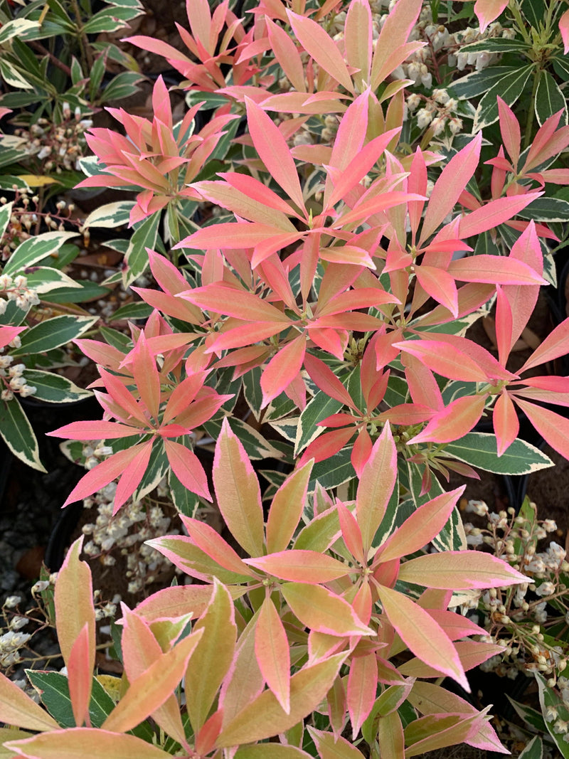 - Pieris japonica 'Flaming Silver' Flowering Japanese andromeda - Mr Maple │ Buy Japanese Maple Trees