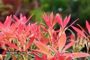 - Pieris japonica 'Flaming Silver' Flowering Japanese andromeda - Mr Maple │ Buy Japanese Maple Trees