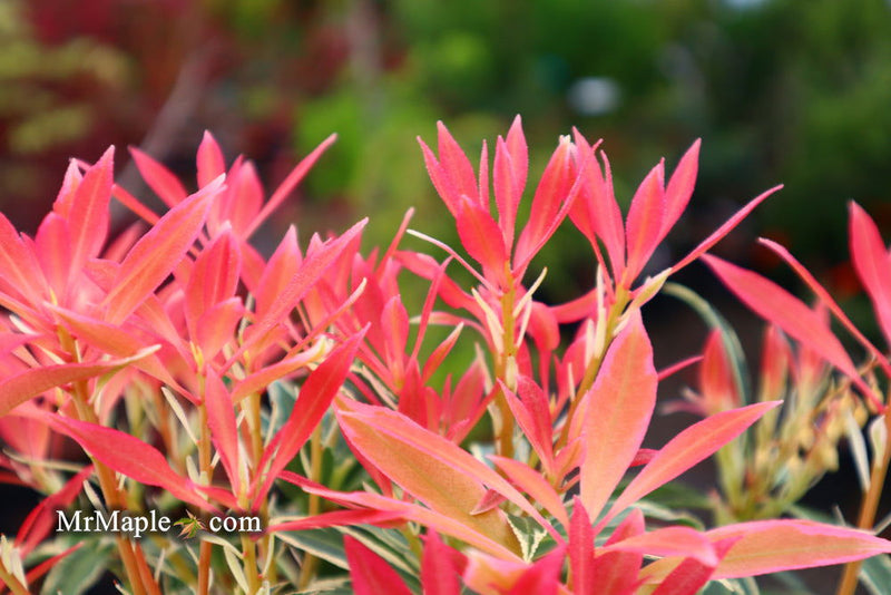 - Pieris japonica 'Flaming Silver' Flowering Japanese andromeda - Mr Maple │ Buy Japanese Maple Trees