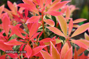 - Pieris japonica 'Flaming Silver' Flowering Japanese andromeda - Mr Maple │ Buy Japanese Maple Trees