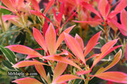 - Pieris japonica 'Flaming Silver' Flowering Japanese andromeda - Mr Maple │ Buy Japanese Maple Trees