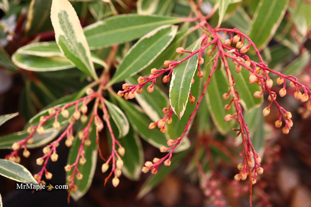 Buy Pieris japonica 'Flaming Silver' Flowering Japanese andromeda