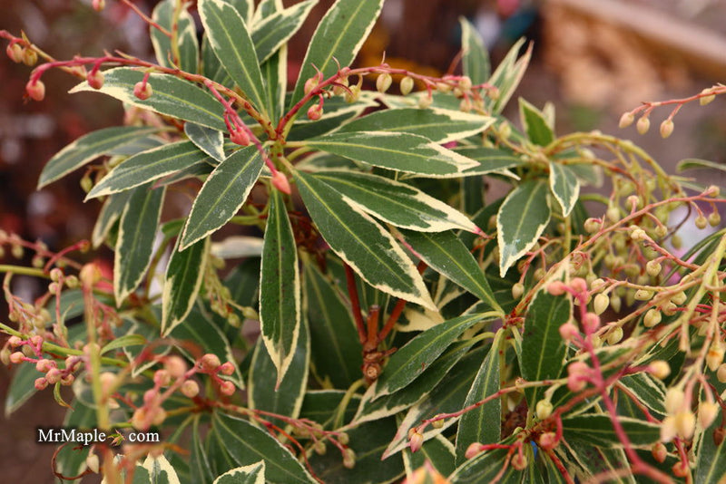 - Pieris japonica 'Flaming Silver' Flowering Japanese andromeda - Mr Maple │ Buy Japanese Maple Trees