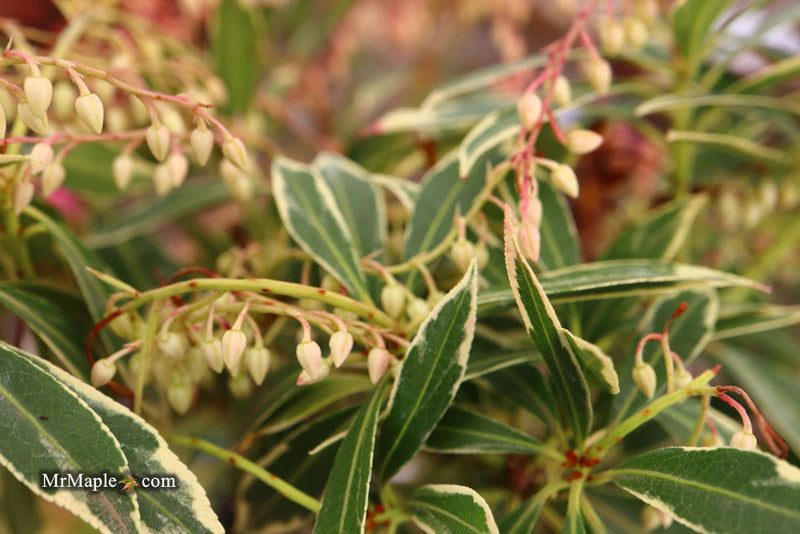 - Pieris japonica 'Flaming Silver' Flowering Japanese andromeda - Mr Maple │ Buy Japanese Maple Trees