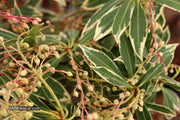 - Pieris japonica 'Flaming Silver' Flowering Japanese andromeda - Mr Maple │ Buy Japanese Maple Trees