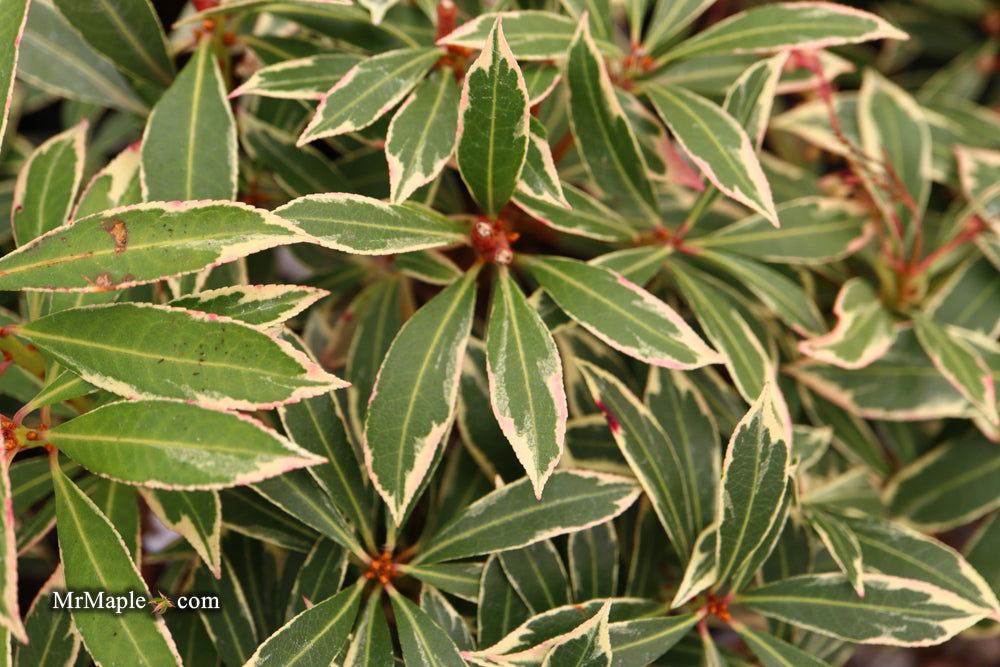 Buy Pieris japonica 'Flaming Silver' Flowering Japanese andromeda