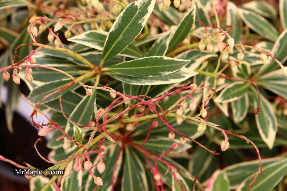 Mr Maple Pieris japonica