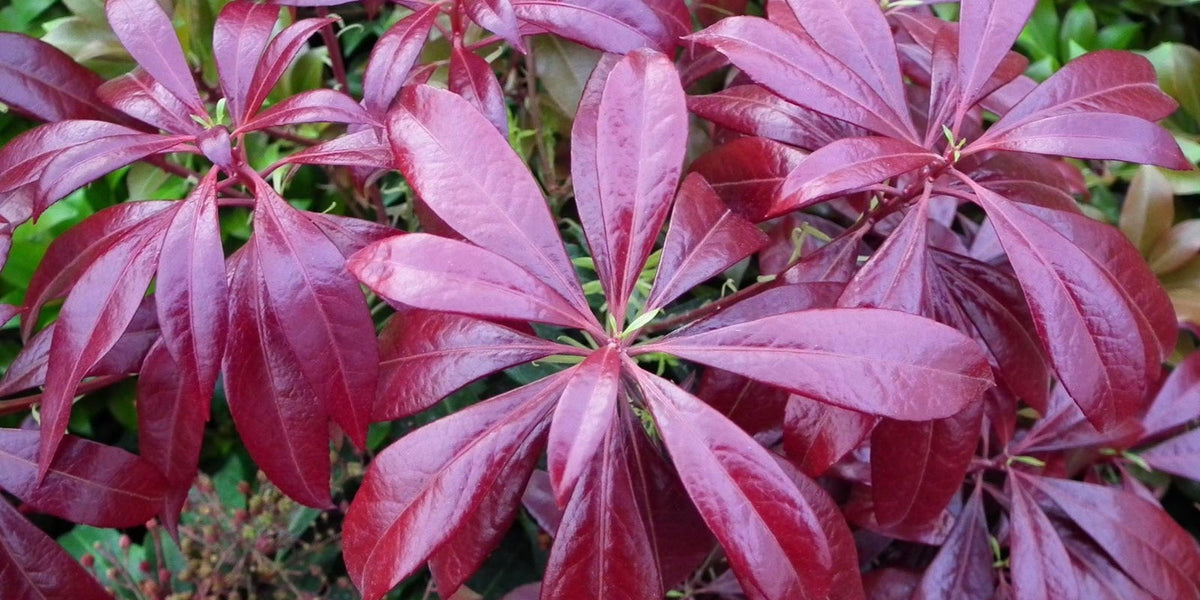 japanese andromeda plant Buy Pieris japonica 'Katsura' Flowering Japanese andromeda — Mr Maple │ Buy  Japanese Maple Trees