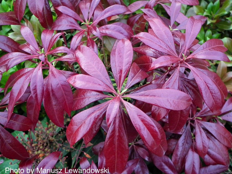 - Pieris japonica 'Katsura' Flowering Japanese andromeda - Mr Maple │ Buy Japanese Maple Trees