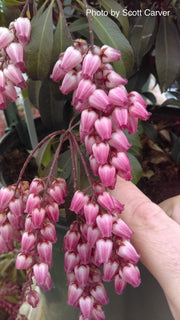 - Pieris japonica 'Katsura' Flowering Japanese andromeda - Mr Maple │ Buy Japanese Maple Trees