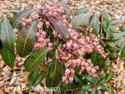- Pieris japonica 'Katsura' Flowering Japanese andromeda - Mr Maple │ Buy Japanese Maple Trees