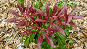 - Pieris japonica 'Katsura' Flowering Japanese andromeda - Mr Maple │ Buy Japanese Maple Trees