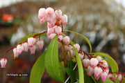 - Pieris japonica 'Katsura' Flowering Japanese andromeda - Mr Maple │ Buy Japanese Maple Trees