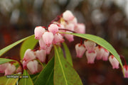- Pieris japonica 'Katsura' Flowering Japanese andromeda - Mr Maple │ Buy Japanese Maple Trees