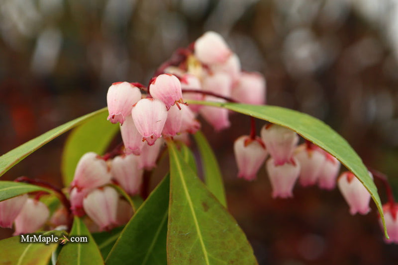 - Pieris japonica 'Katsura' Flowering Japanese andromeda - Mr Maple │ Buy Japanese Maple Trees