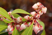 - Pieris japonica 'Katsura' Flowering Japanese andromeda - Mr Maple │ Buy Japanese Maple Trees