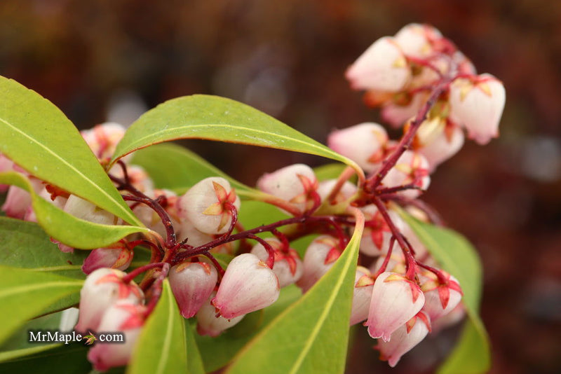 - Pieris japonica 'Katsura' Flowering Japanese andromeda - Mr Maple │ Buy Japanese Maple Trees