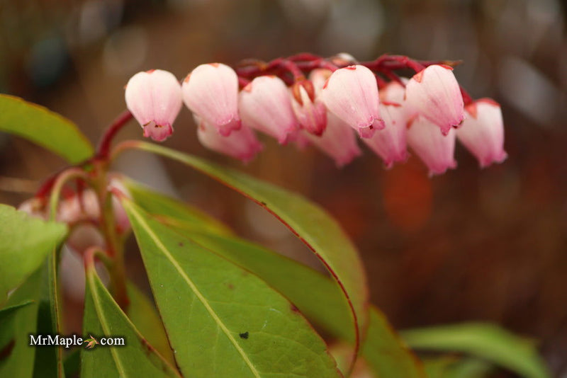 - Pieris japonica 'Katsura' Flowering Japanese andromeda - Mr Maple │ Buy Japanese Maple Trees