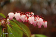 - Pieris japonica 'Katsura' Flowering Japanese andromeda - Mr Maple │ Buy Japanese Maple Trees