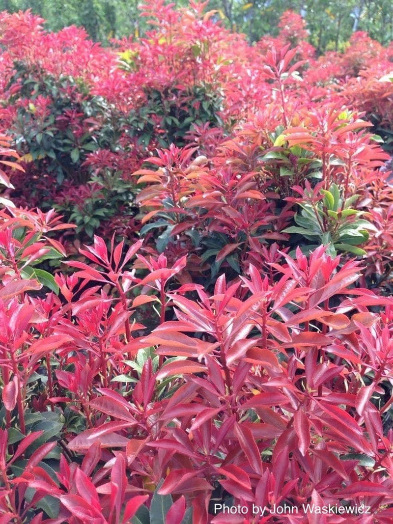 - Pieris japonica 'Mountain Fire' Flowering Japanese andromeda - Mr Maple │ Buy Japanese Maple Trees