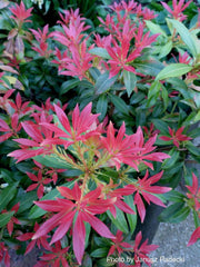 - Pieris japonica 'Mountain Fire' Flowering Japanese andromeda - Mr Maple │ Buy Japanese Maple Trees