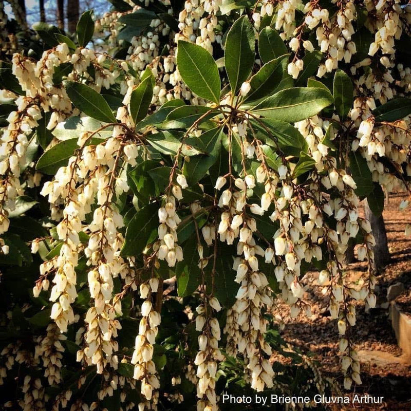 - Pieris japonica 'Mountain Fire' Flowering Japanese andromeda - Mr Maple │ Buy Japanese Maple Trees