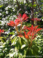 - Pieris japonica 'Mountain Fire' Flowering Japanese andromeda - Mr Maple │ Buy Japanese Maple Trees