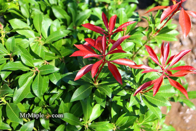 - Pieris japonica 'Mountain Fire' Flowering Japanese andromeda - Mr Maple │ Buy Japanese Maple Trees