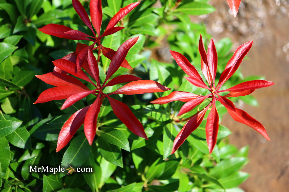 Mr Maple Pieris japonica Mountain Fire - Thumbnail 4