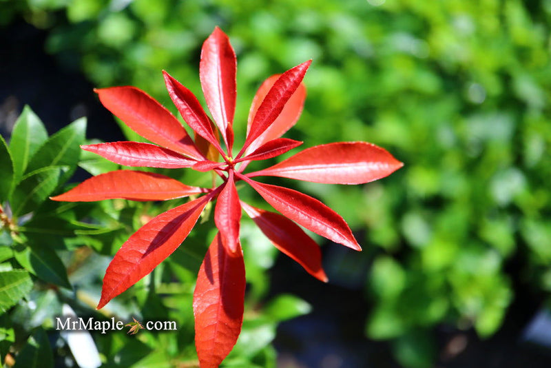 - Pieris japonica 'Mountain Fire' Flowering Japanese andromeda - Mr Maple │ Buy Japanese Maple Trees