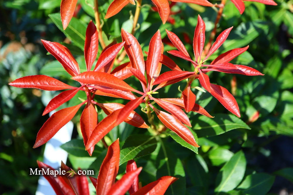 Mr Maple Pieris japonica Mountain Fire - Thumbnail 5