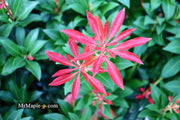 - Pieris japonica 'Mountain Fire' Flowering Japanese andromeda - Mr Maple │ Buy Japanese Maple Trees