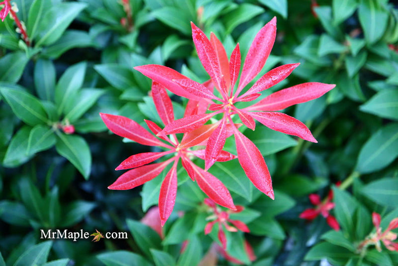 - Pieris japonica 'Mountain Fire' Flowering Japanese andromeda - Mr Maple │ Buy Japanese Maple Trees