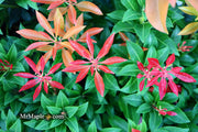 - Pieris japonica 'Mountain Fire' Flowering Japanese andromeda - Mr Maple │ Buy Japanese Maple Trees