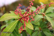 - Pieris japonica 'Mountain Fire' Flowering Japanese andromeda - Mr Maple │ Buy Japanese Maple Trees