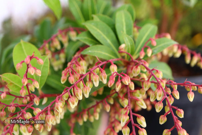 - Pieris japonica 'Mountain Fire' Flowering Japanese andromeda - Mr Maple │ Buy Japanese Maple Trees