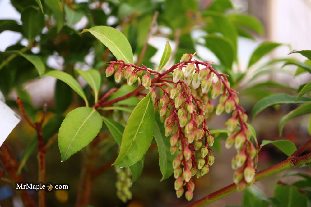 Mr Maple Pieris japonica Mountain Fire - Thumbnail 2