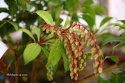 - Pieris japonica 'Mountain Fire' Flowering Japanese andromeda - Mr Maple │ Buy Japanese Maple Trees