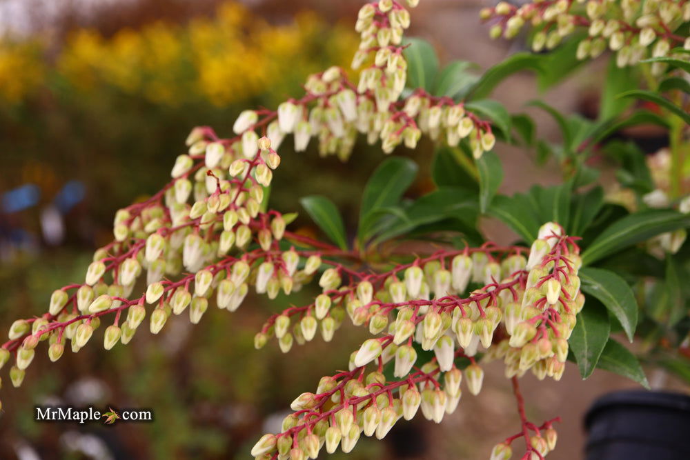 Mr Maple Pieris japonica Mountain Fire - Thumbnail 3