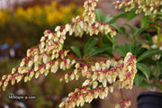 - Pieris japonica 'Mountain Fire' Flowering Japanese andromeda - Mr Maple │ Buy Japanese Maple Trees