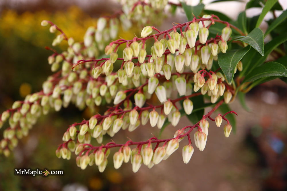Mr Maple Pieris japonica Mountain Fire