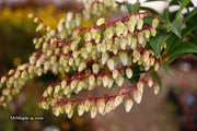 - Pieris japonica 'Mountain Fire' Flowering Japanese andromeda - Mr Maple │ Buy Japanese Maple Trees
