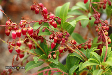 - Pieris japonica 'Passion' Flowering Japanese andromeda - Mr Maple │ Buy Japanese Maple Trees