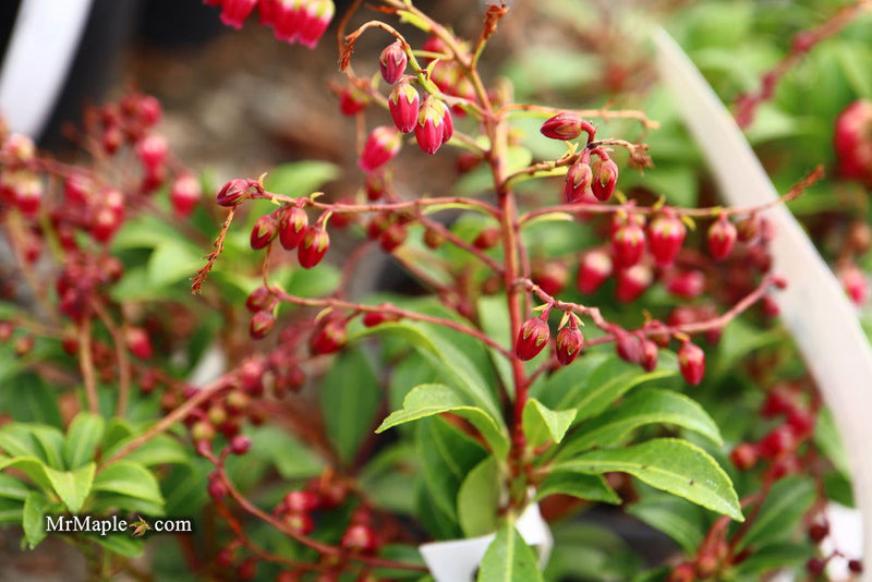 - Pieris japonica 'Passion' Flowering Japanese andromeda - Mr Maple │ Buy Japanese Maple Trees