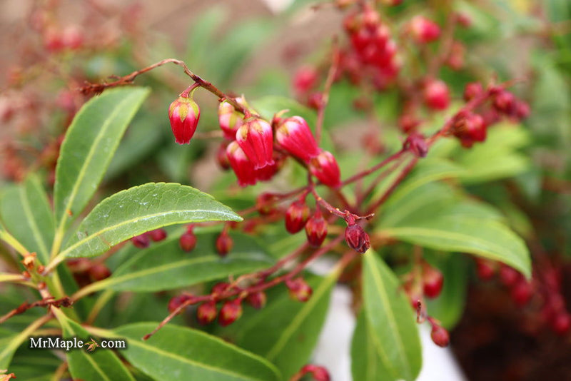 - Pieris japonica 'Passion' Flowering Japanese andromeda - Mr Maple │ Buy Japanese Maple Trees