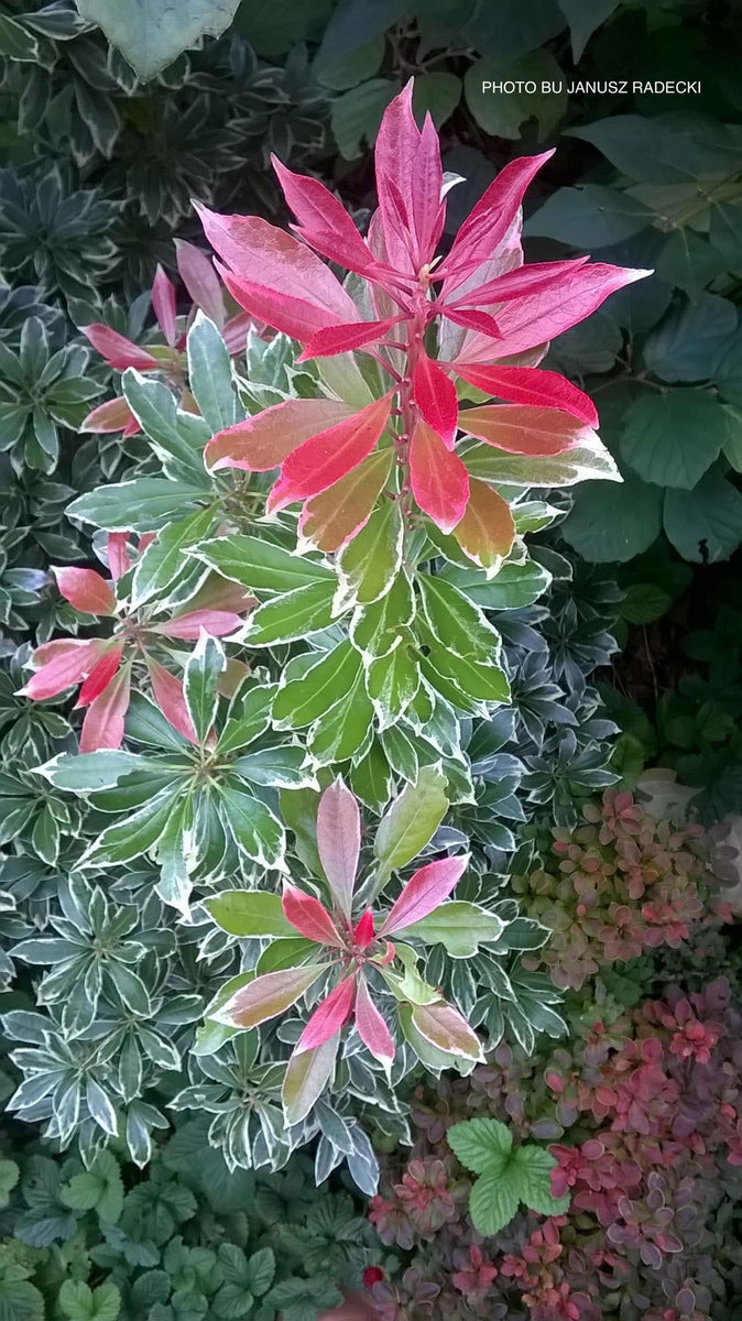 Buy Pieris japonica 'Passion Party Combo' TM Flowering Japanese