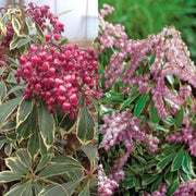 - Pieris japonica 'Passion Party' Combo Flowering Japanese andromeda - Mr Maple │ Buy Japanese Maple Trees