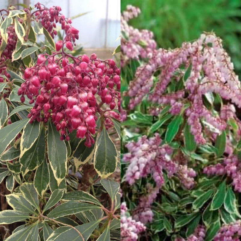- Pieris japonica 'Passion Party' Combo Flowering Japanese andromeda - Mr Maple │ Buy Japanese Maple Trees