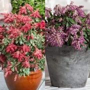 - Pieris japonica 'Passion Party' Combo Flowering Japanese andromeda - Mr Maple │ Buy Japanese Maple Trees