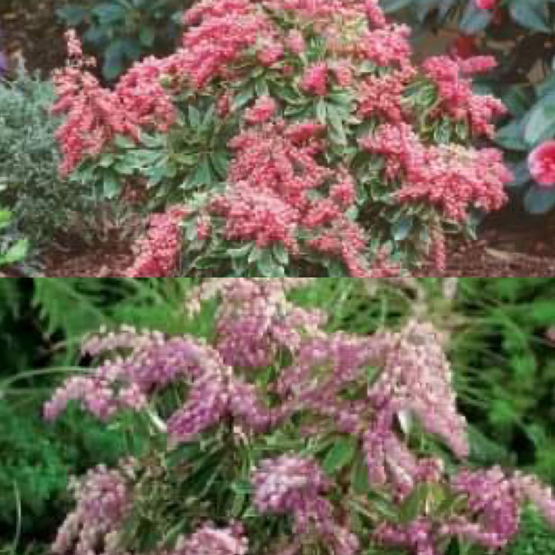 - Pieris japonica 'Passion Party' Combo Flowering Japanese andromeda - Mr Maple │ Buy Japanese Maple Trees
